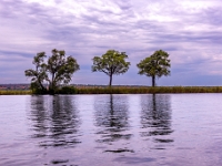 Rezerwat w Chobe (Botswana)